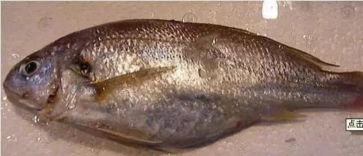 开海特价海鲜,开海的海鲜视频