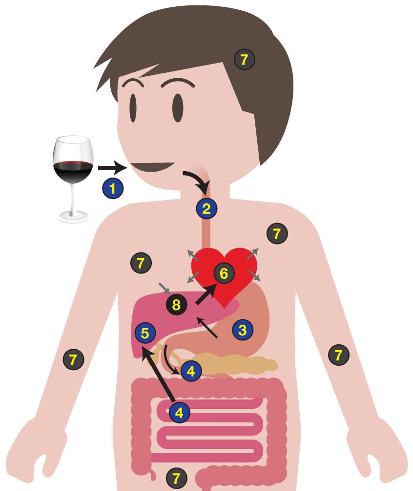 全球20多亿喝酒的消费者，让这根蛋白棒看到了新商机