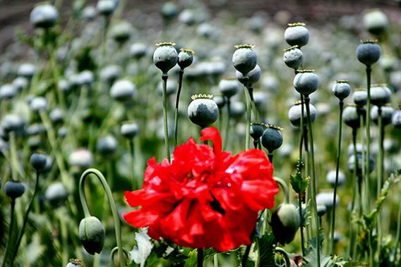 浅谈中国历史疆域变迁,浅谈中国电影英文翻译