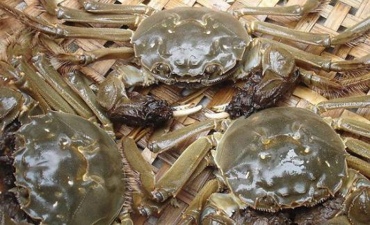 养蟹20年的老蟹农总结的经验,如何让江苏螃蟹养得好也卖得好