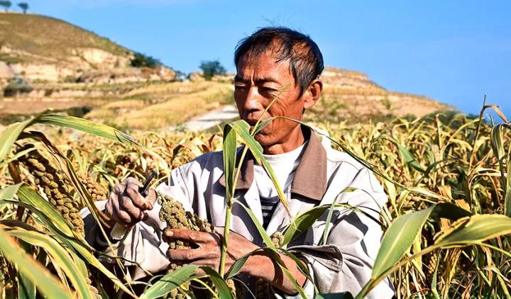 每天一碗杂粮粥一周能瘦多少,每天喝五谷杂粮粥减肥
