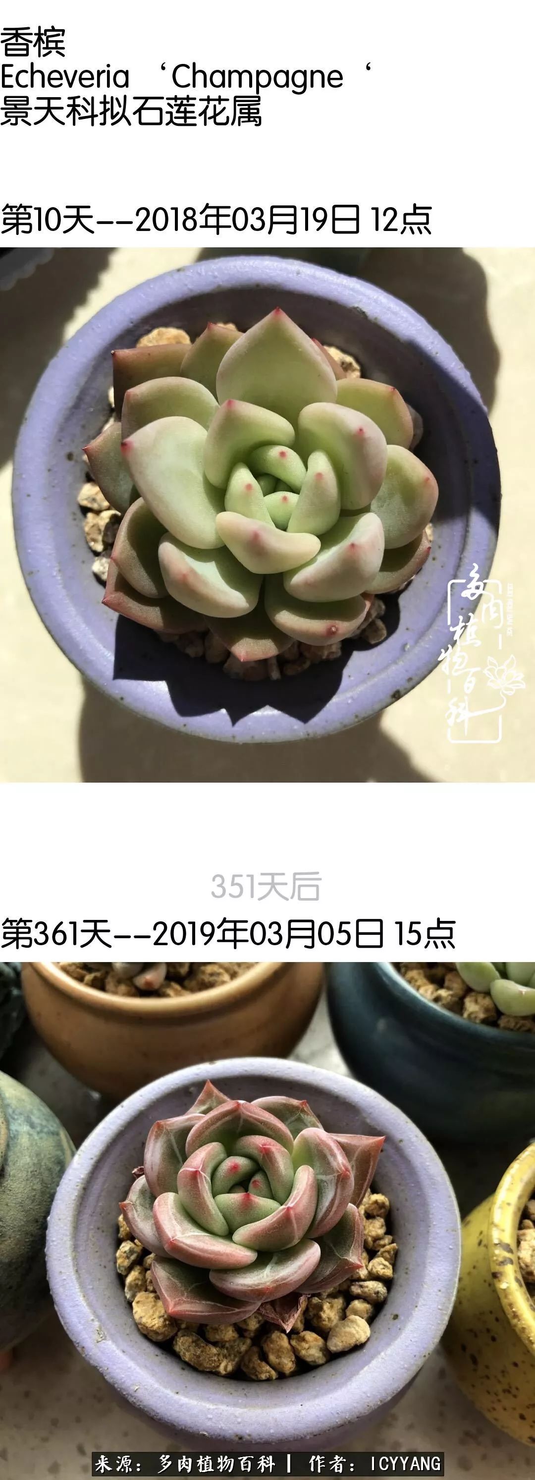 多肉隔着玻璃晒太阳效果好吗,隔着玻璃养的多肉照样长得好