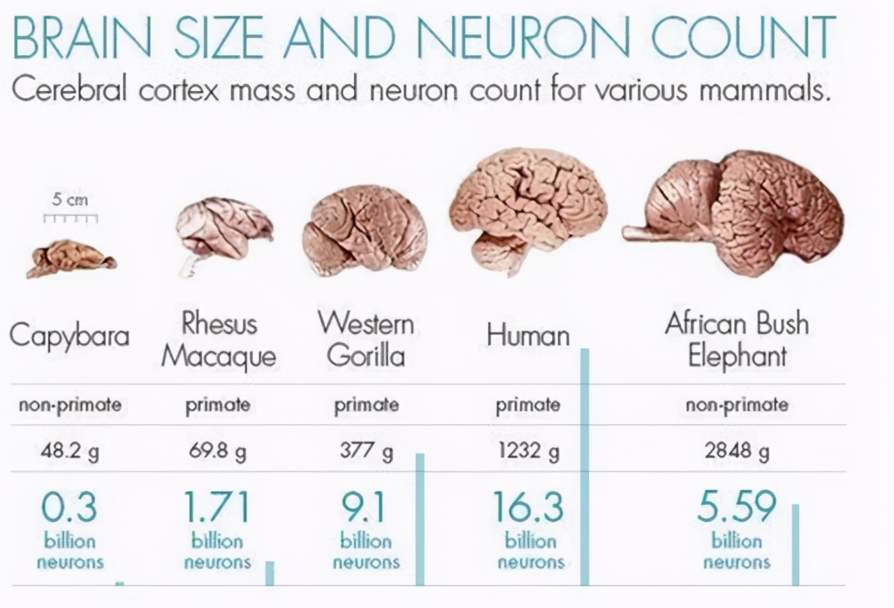动物不擦屁股会难受吗,动物不擦屁股