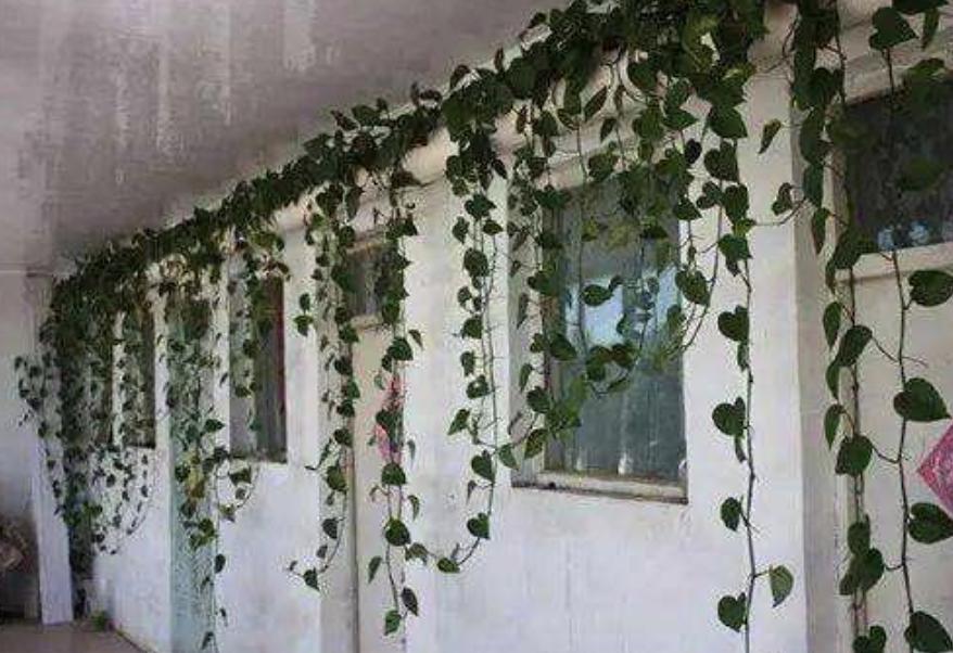 陈大妈养了“2种花”，养护10个月，枝叶开始“爬上墙”，美！