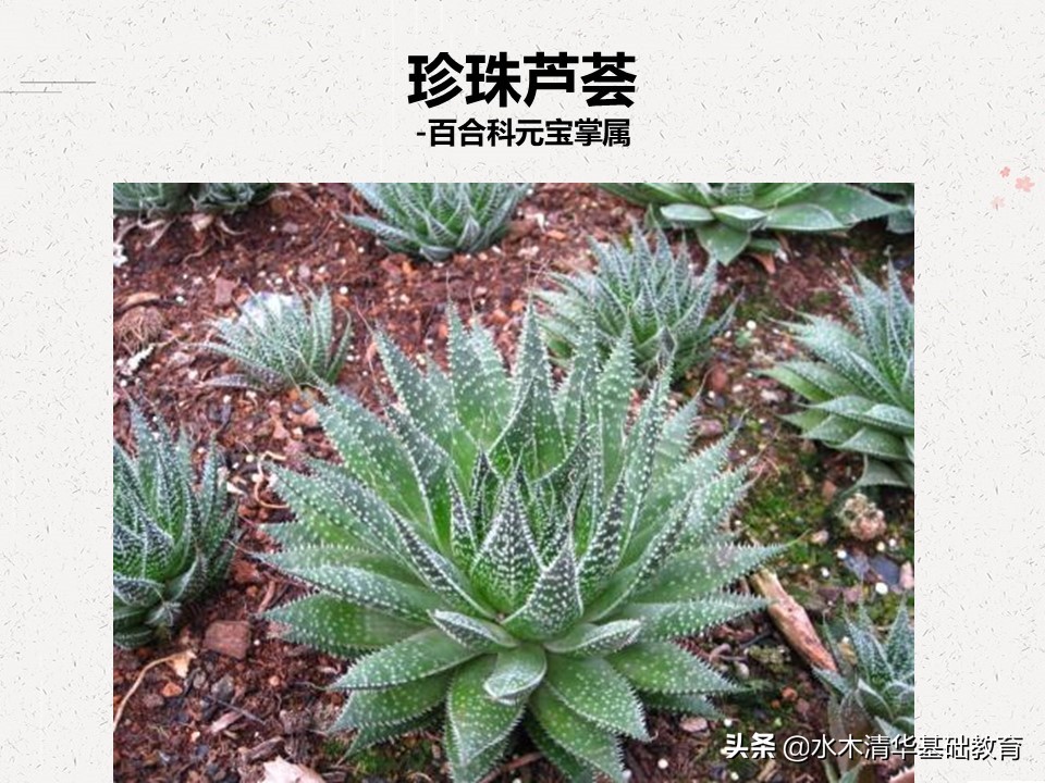 梦幻女王多肉植物百科图谱,原产地多肉植物图谱pdf