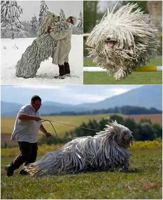 世界最罕见的十个杂交动物,世界罕见动物长得像蜘蛛但有尾巴