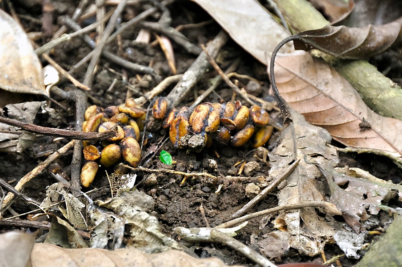 菲律宾最便宜的咖啡,最贵印尼猫屎咖啡豆