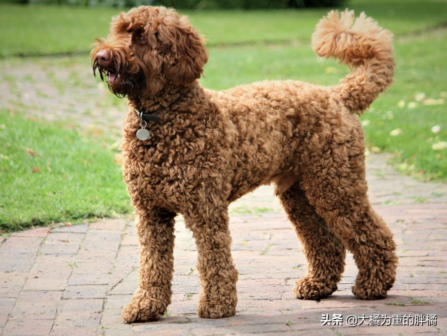 舔了狗狗的舌头会怎么样,贵宾犬为什么不舔人