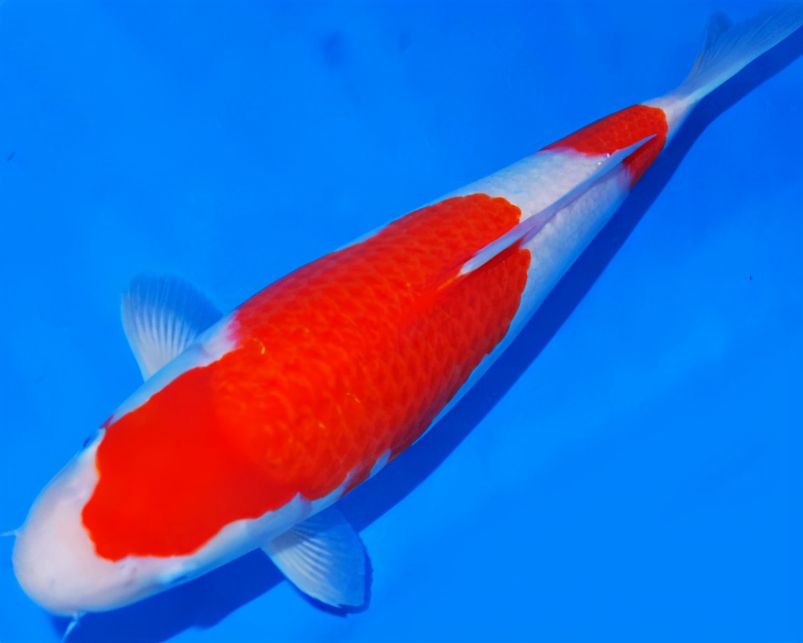 锦鲤的十三个大类名字叫什么,锦鲤十三鳞