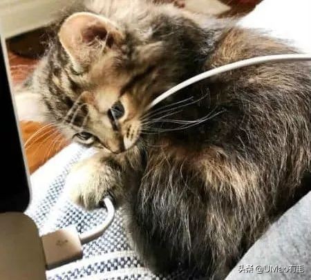 不许猫咪咬东西,不要溺爱猫咪