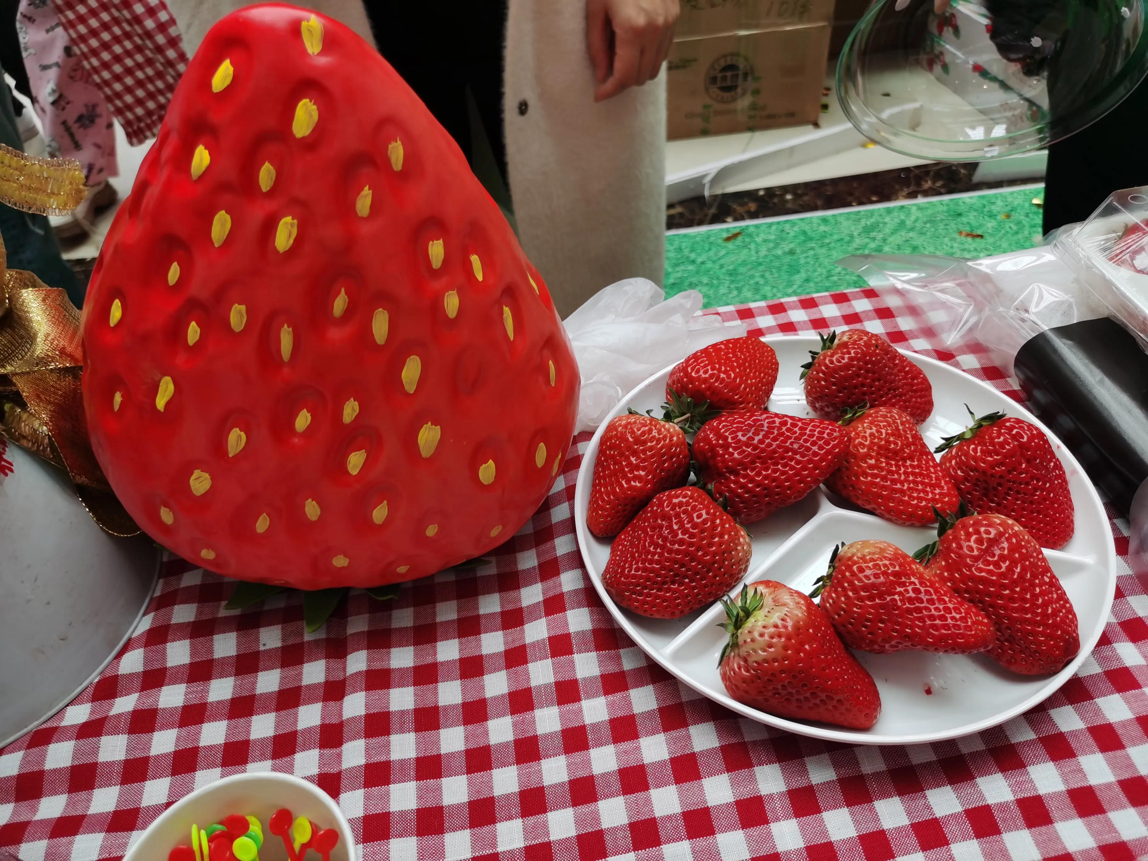 2022大连庄河草莓展览会,大连市庄河国际草莓欢乐节