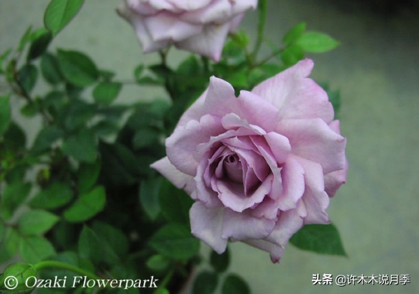 30种黄色月季,10种超美的蓝色月季