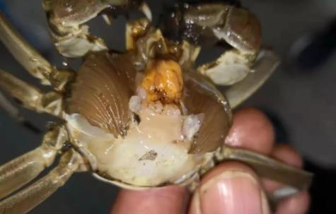 螃蟹养殖怎样提供蟹苗成活率,老蟹农养螃蟹