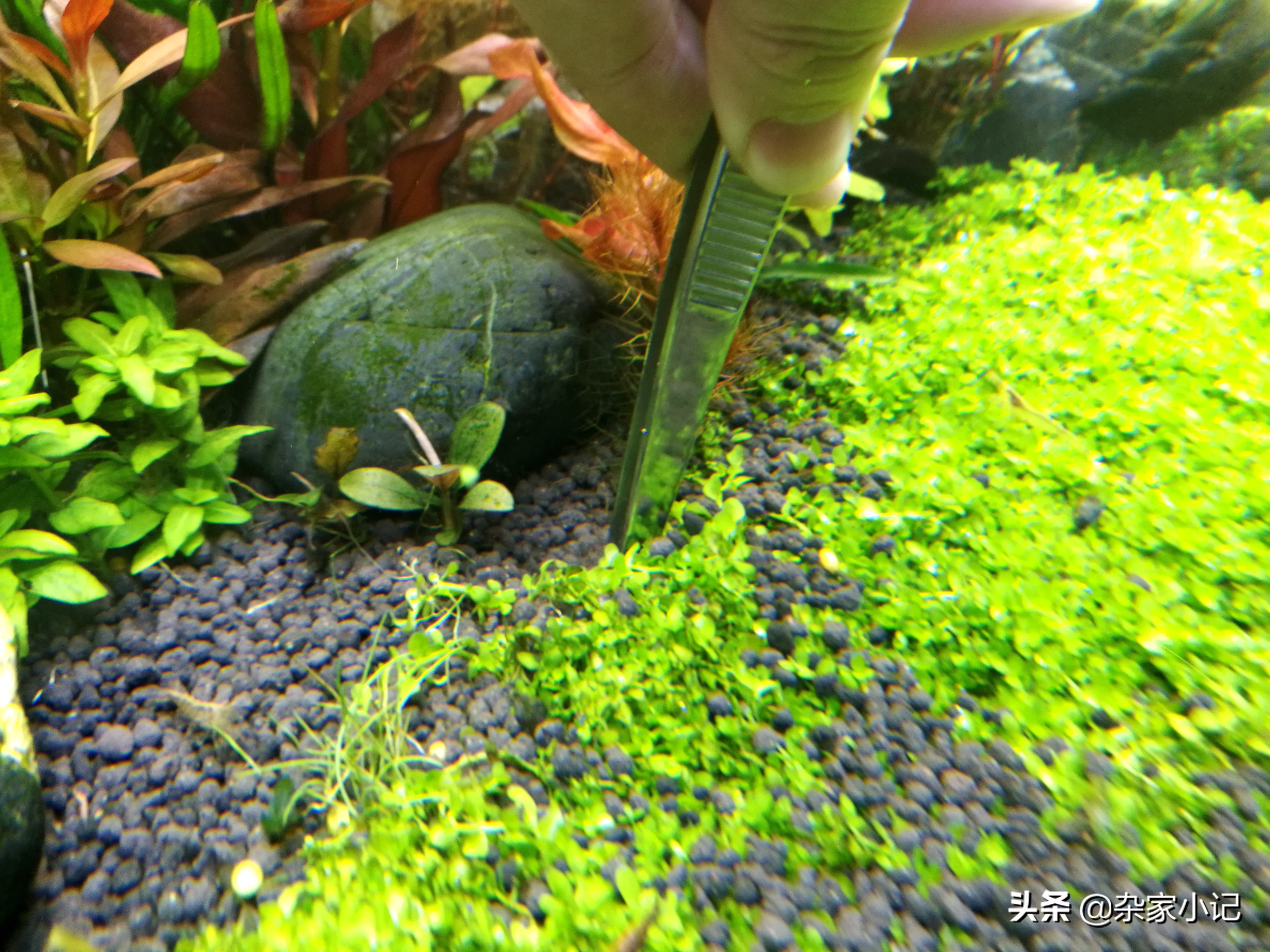 草缸补泥的最佳方法,草缸底肥怎么施图解