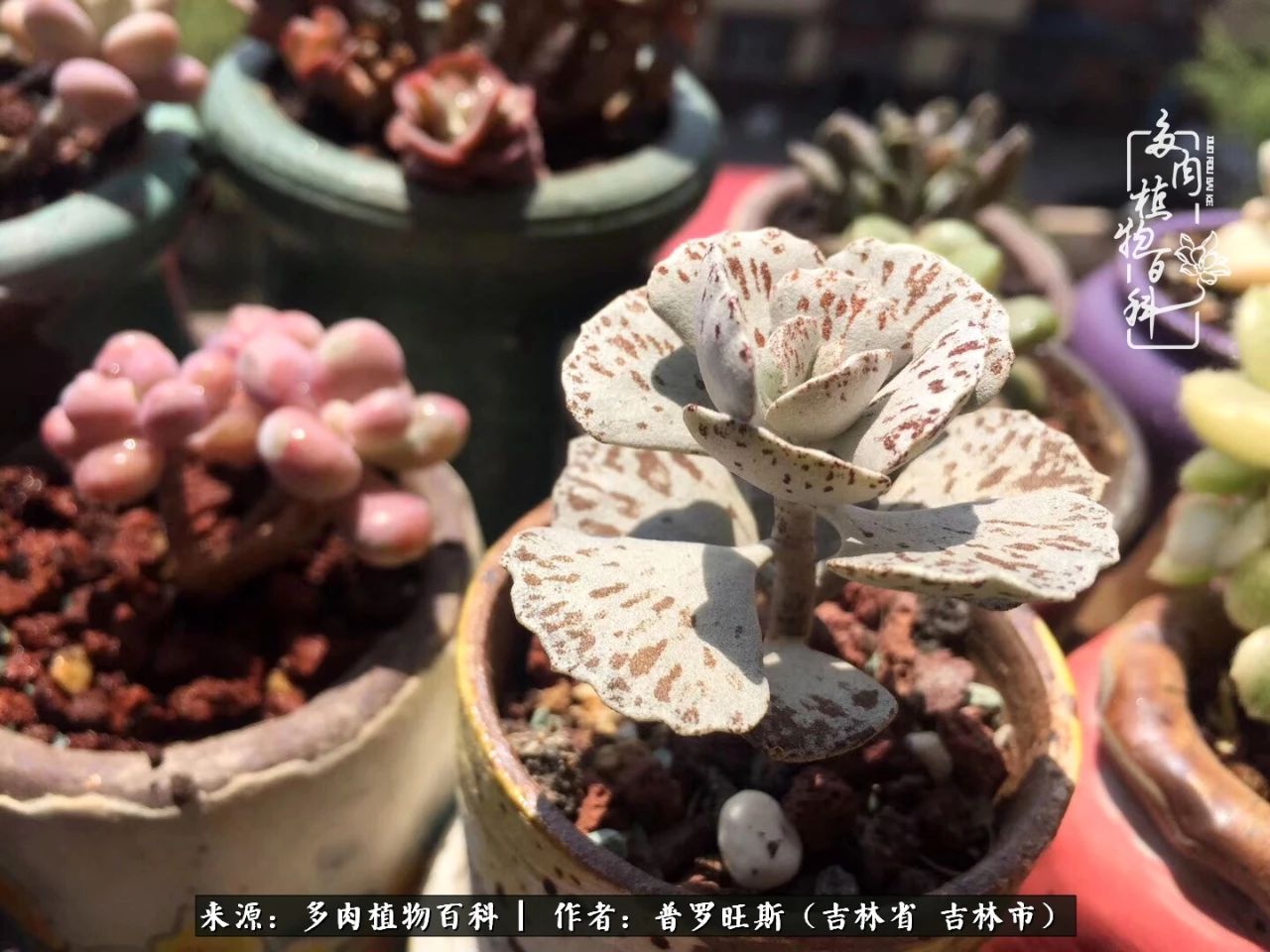 日日勤服侍，日日勤拂拭！服侍花儿，就是拂拭心灵