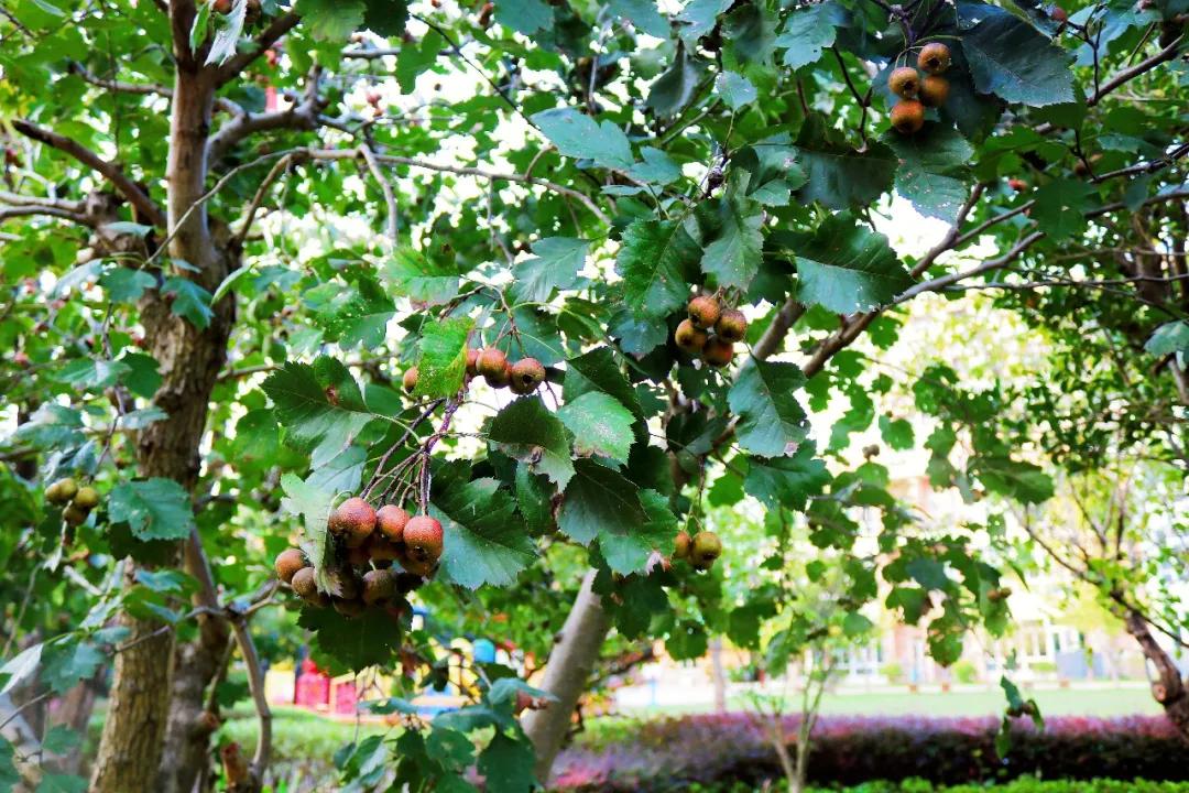 最美的风景美丽的校园,最美的风景就是校园