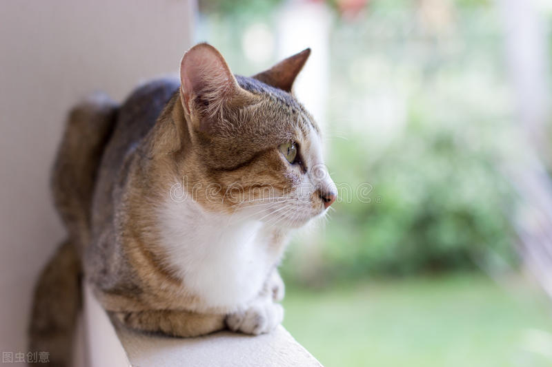 小猫感冒可以喂儿童药吗,小猫感冒吃什么效果好又便宜