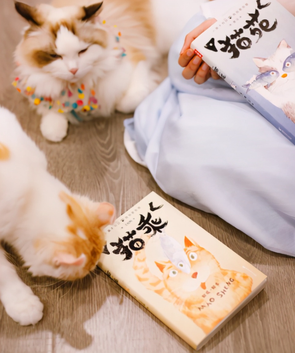 古代人养猫的历史,古人撸猫的仪式比纳妾还复杂