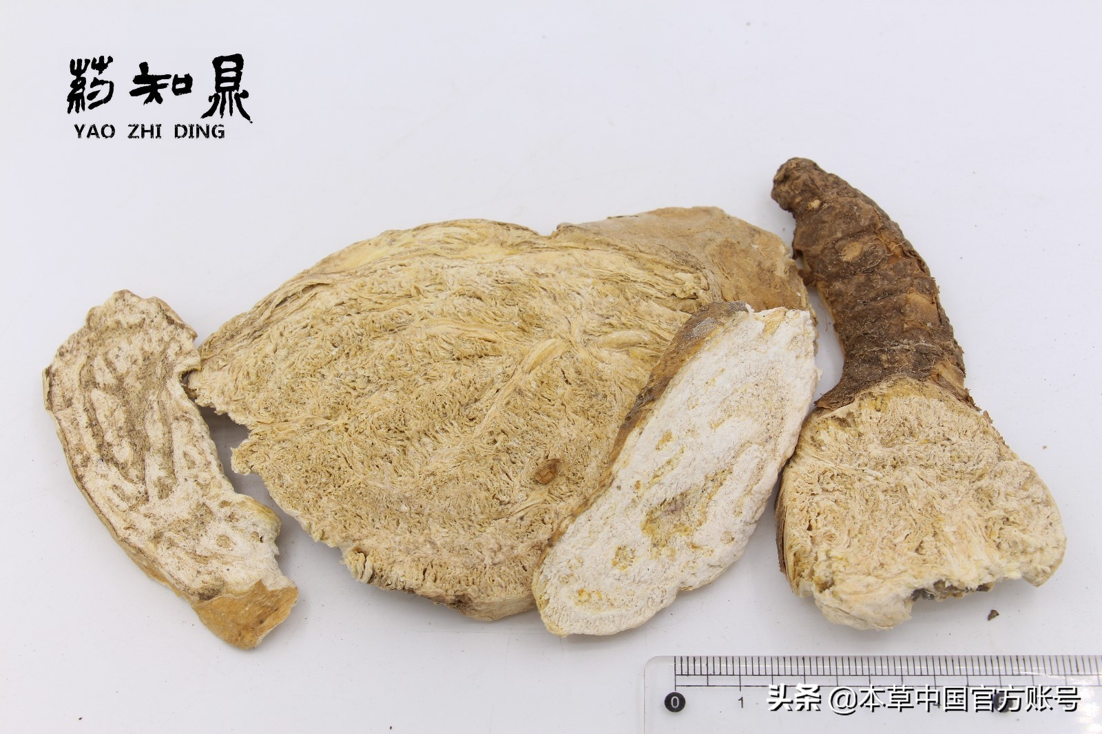 【本草百科·药知鼎——狼毒】花美却是恶毒之药，杀飞鸟走兽