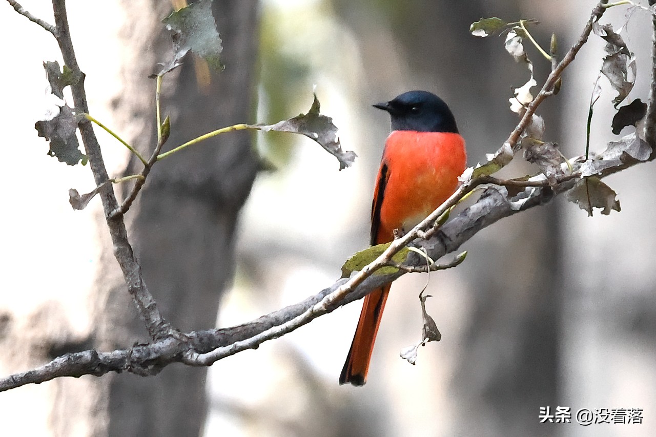 「10.13」北京沙河观鸟日记：收获长尾山椒鸟与中华攀雀
