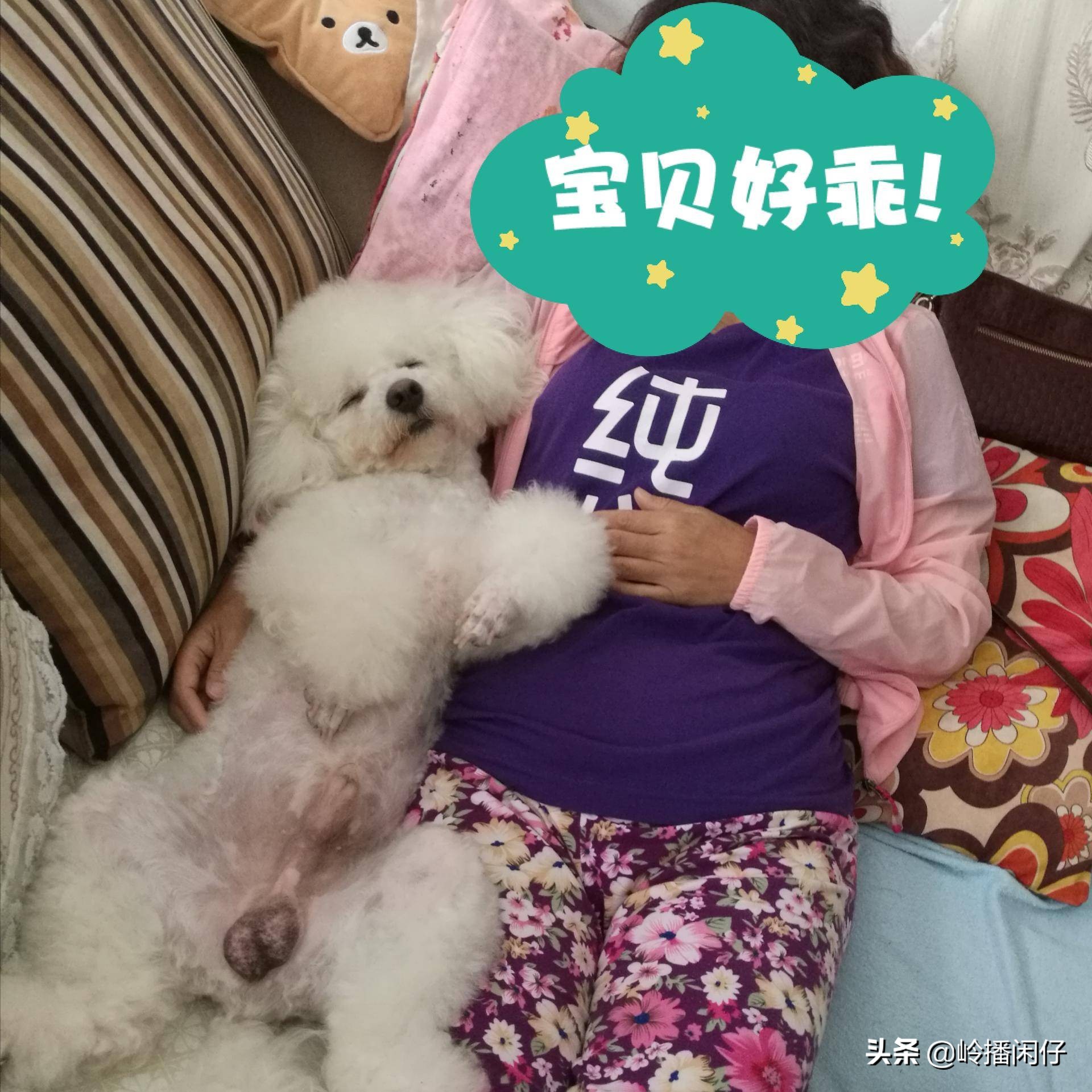 爱犬注意事项和禁忌,炎炎夏日金毛狗狗怎么能降温