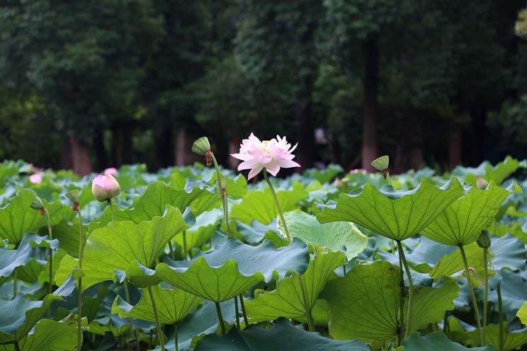 武汉外语外事职业学院旅游,武汉外语外事职业学院落雁湖