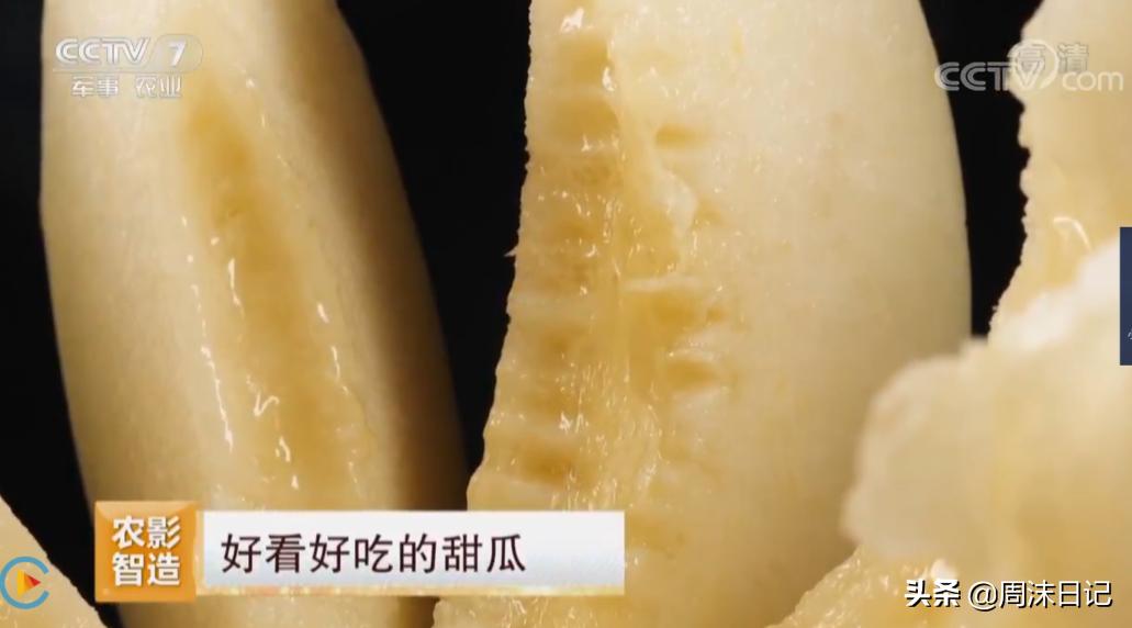 不甜不要钱！白玉甜瓜火了，脆嫩香甜多汁！全家老小都爱吃