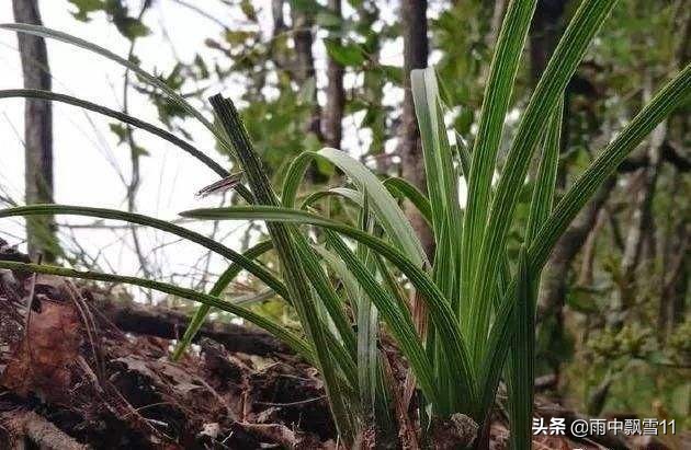 兰花怎么养才能一年四季开花,兰花开花后养殖方法和技巧