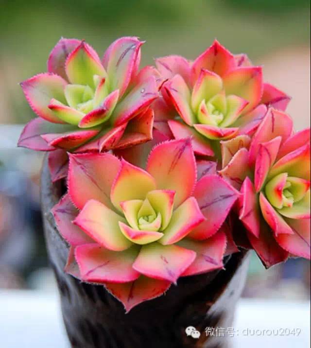 适合云南养的多肉,云南露养最好养活的多肉