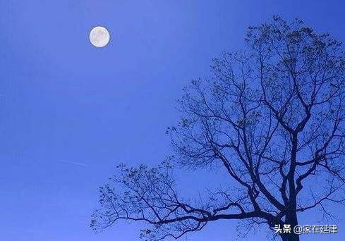 故事：延津故事：菊花泪