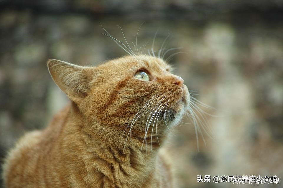 为什么有的小猫咪吃很多也不长肉?也许你该给它驱虫了