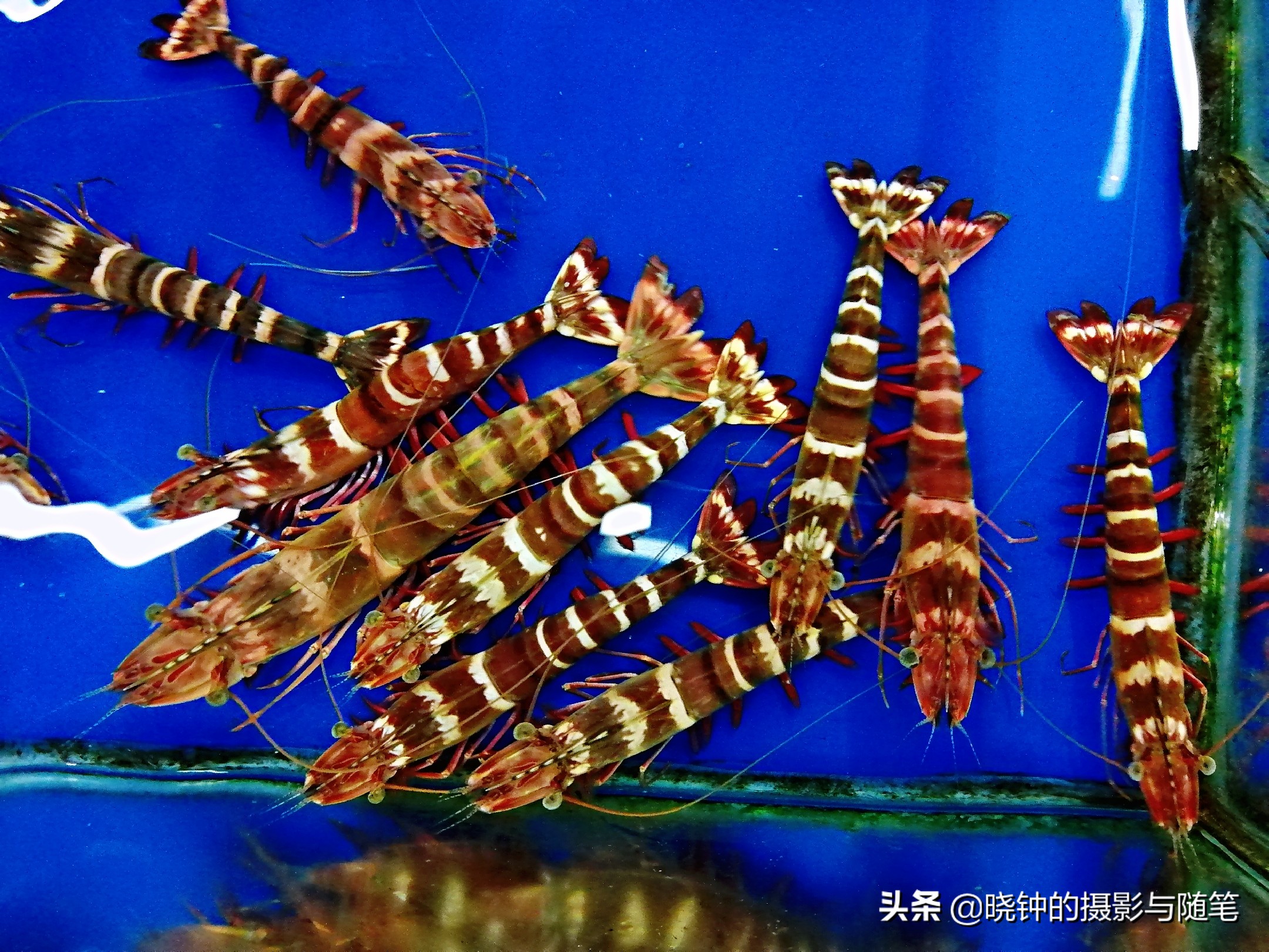 去越南看看他们吃的是什么,越南岘港海鲜价格