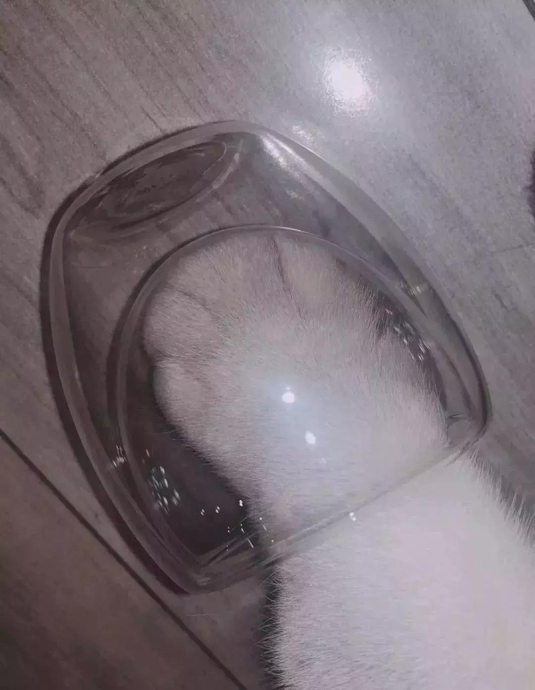 为抢星巴克猫爪杯大打出手？这些大牌的限量款，个个匪夷所思……