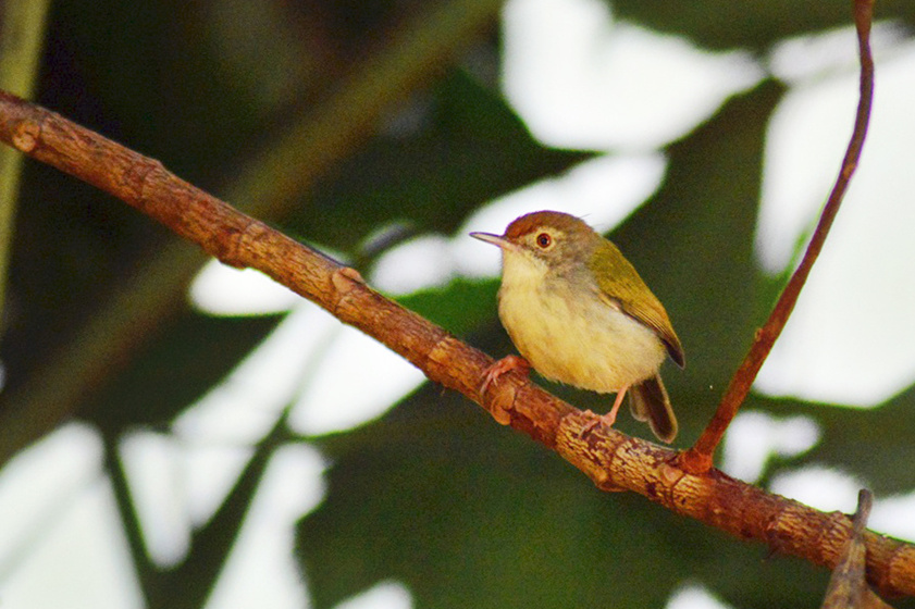 长尾缝叶莺筑巢,长尾缝叶莺读音