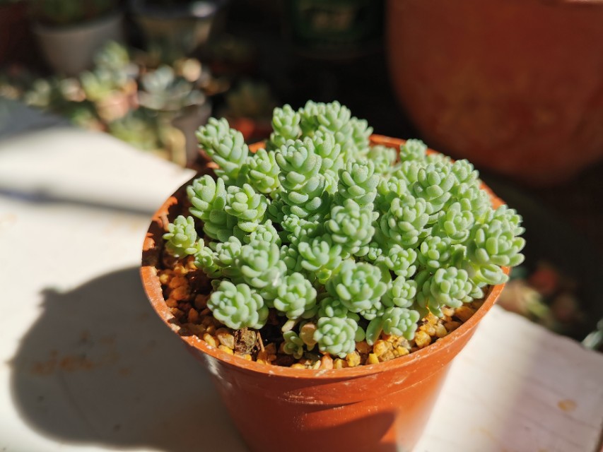 又美又好养还爱爆盆的多肉品种,什么品种的多肉好看又好养