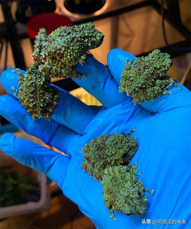 大自然的奇妙之处写话,大自然的奇妙之处作文350字