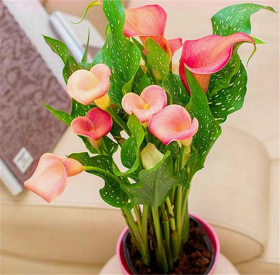 马蹄莲的养护方法快速开花,马蹄莲如何养护开花多