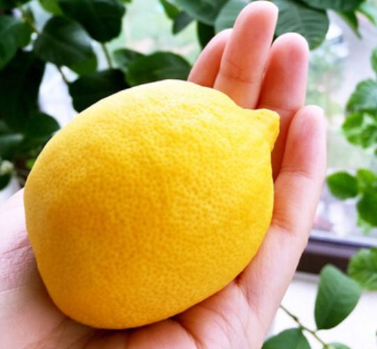 驱蚊柠檬盆栽,柠檬盆栽作用与功效