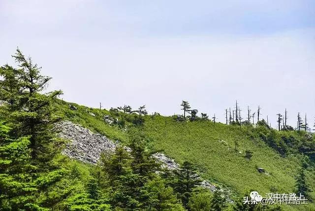 探秘汉中,汉中一村子窜入野生羚牛