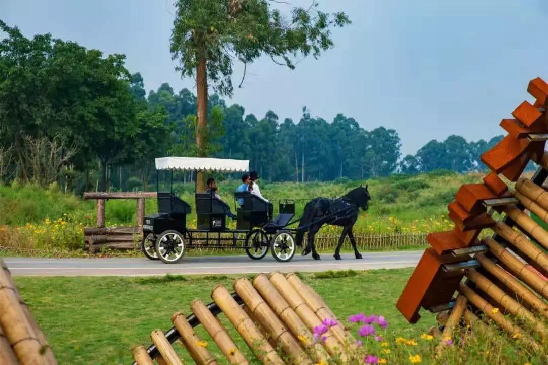 双流空港花田十月份有什么活动,双流空港花田赏花