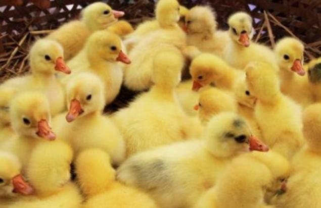 雏鹅疾病的预防与治疗,雏鹅相互啄毛是怎么回事怎么预防