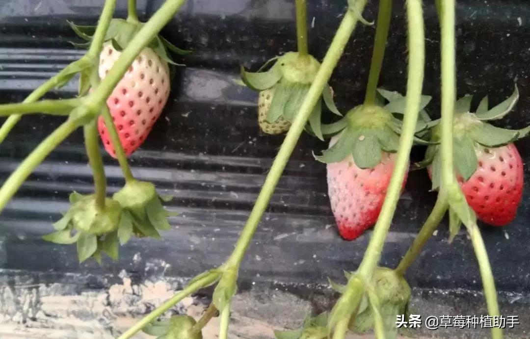 草莓白粉病正确的打药方法,草莓白粉严重怎么治