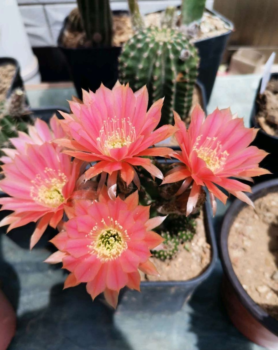 八种会开花的仙人球，每年花开好几次，美丽又好养，新手也能种