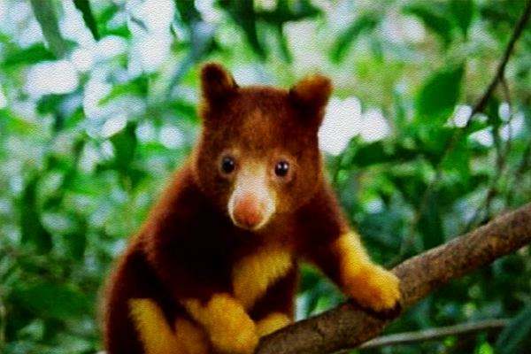 新几内亚岛世界地图,新几内亚在地球的哪里