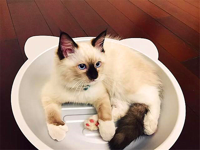 宠物猫懂事,为什么猫总是被收养