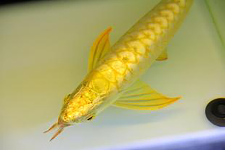 龙鱼幼鱼期怎么分辨金龙还是红龙,20公分龙鱼怎么区分金龙红龙