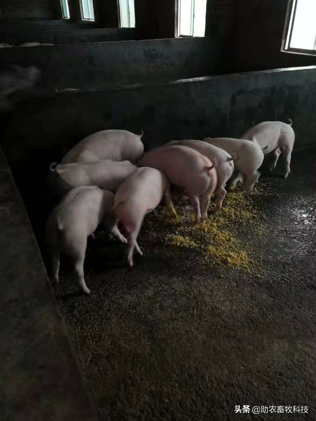 陈氏养猪法全液态发酵饲料,养猪牧草发酵料如何做