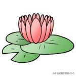 成人看图学英语之各种类型的花