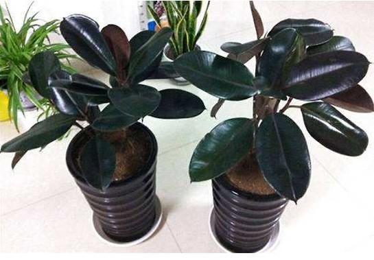 养护橡皮树注意“5点”，叶绿锃亮花开不断，不愧绿色“吸尘器