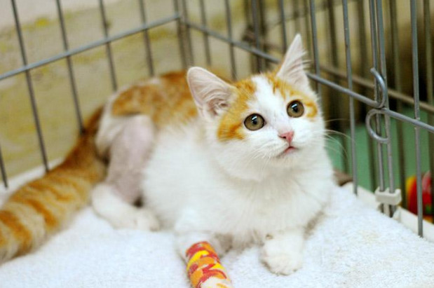 宠物术后肺水肿,宠物手术后伤口渗血怎么处理